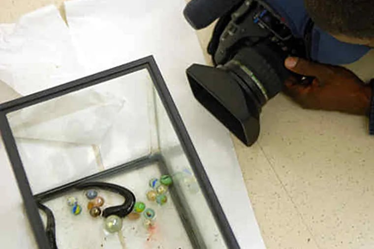 A couple of the new leech species are the center of attention in a Rutgers-Camden Science Building display that runs to Nov. 1. (Tom Gralish / Staff)