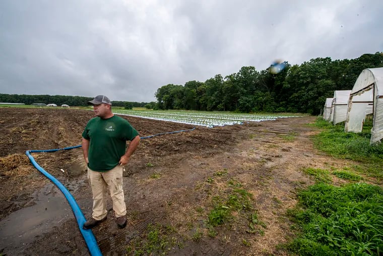 Farmer James Rambo is photographed near one of his tomato fields in Glassboro. Farmers in South Jersey say it's costing them more to produce crops than sell them.