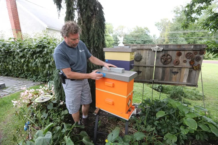 Keith Snyder tends to two of his bee hives in his backyard in Hatfield. Some of Snyder's neighbors have complained to the borough council about his beekeeping, generating a proposed ordinance that would limit the number of hives allowed on residential properties.