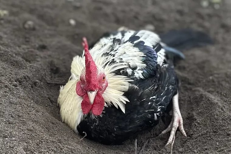 A celebrity rooster who thinks he's a kitten has gone missing from the Funny  Farm Rescue