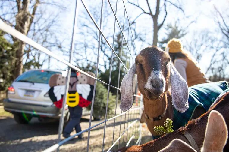 Teddy, a Nubian goat, eats a Christmas tree at Awbury Arboretum where families can drop off their Christmas trees and visit the goats on Saturday, Jan. 9, 2021.