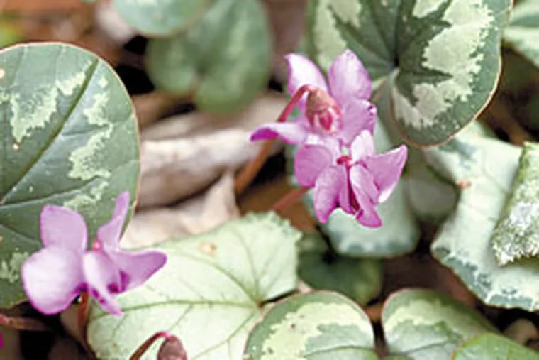 Cyclamen is a water-conserving variety and can be featured in rock gardens.