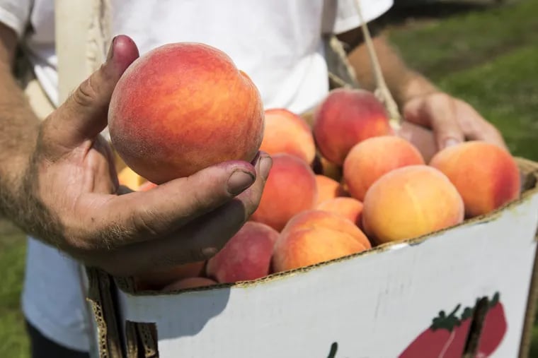 Ideal weather has produced a bountiful crop of particularly tasty peaches for the second year in a row at South Jersey orchards. Shown is a photo from the 2017 harvest.