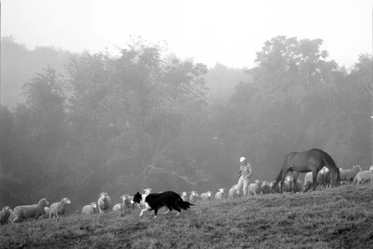 Keith Martin, owner of Elysian Fields Sheep Farm and Pure Bred Lamb, on his farm.
