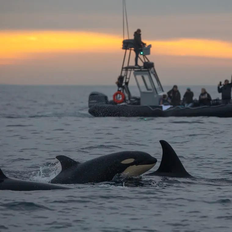 A pod of orcas from the Eastern Tropical Pacific population are seen in Southern California.