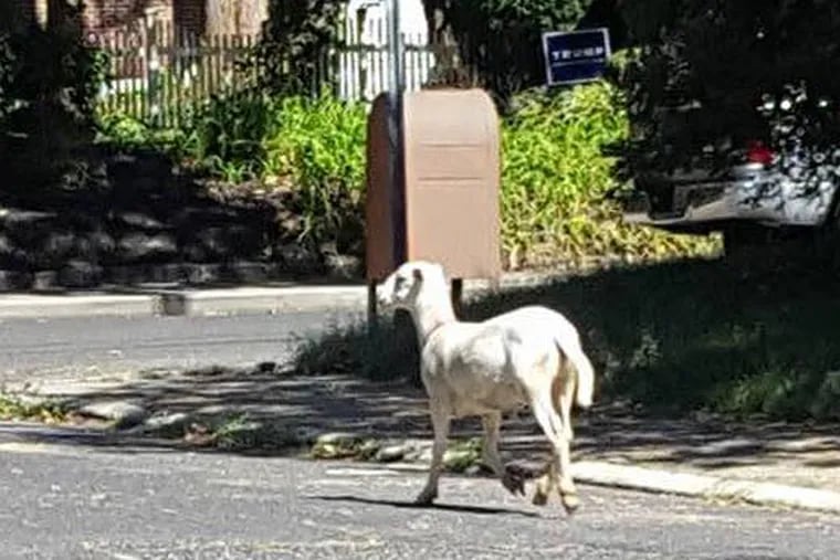 Sheep on the loose in Haddonfield
