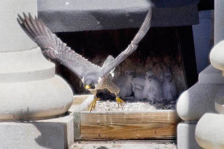 A mother peregrine falcon at the nest where she is caring for four baby falcons hatched in late April. (Alejandra A. Alvarez/Staff)