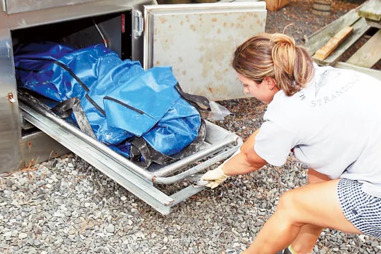 Technician Danielle Monaghan pulls out the carcass of a dolphin at the Mammal Stranding Center in Brigantine, N.J. The total of recently stranded dolphins at the Shore is now 28.( AKIRA SUWA  /  Staff Photographer )
