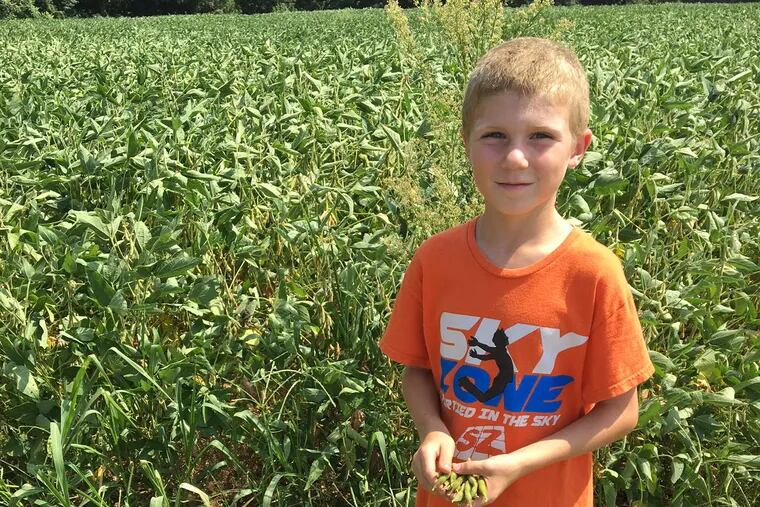 Jcrystal04. Larry Hart, 7, of Bordentown, N.J. went looking for a fishing hole and found soybeans along a trail in the park. The state's soybean farmers fear their crop could be hurt in the brewing trade wars.