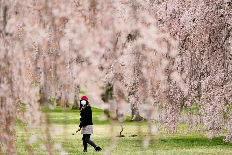 A person wearing a face mask as a precaution against the coronavirus walks amongst blooming cherry trees on a spring day at the Fairmount Park in Philadelphia, Friday, April 9, 2021. (AP Photo/Matt Rourke)