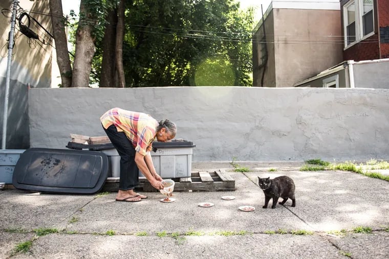 Shireen Patterson, 68, feeds a colony of street cats outside of her home in Mill Creek. Patterson works with local nonprofit TNR group Project MEOW to help get the unfixed cats in her neighborhood spayed and neutered.