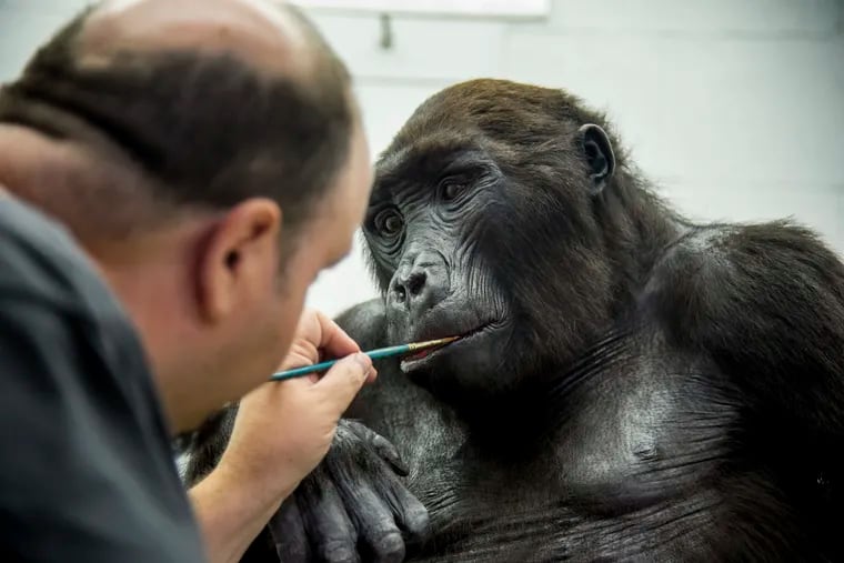 George Dante, a master taxidermist and founder of Wildlife Preservations, in West Paterson, N.J working this summer on one of the Academy of Natural Science's gorillas.