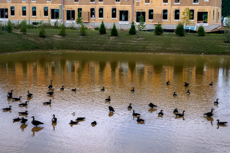 August 28, 2023: Canada geese take advantage of a retention pond at a townhouse construction site along Route 38 in Mount Laurel, N.J.