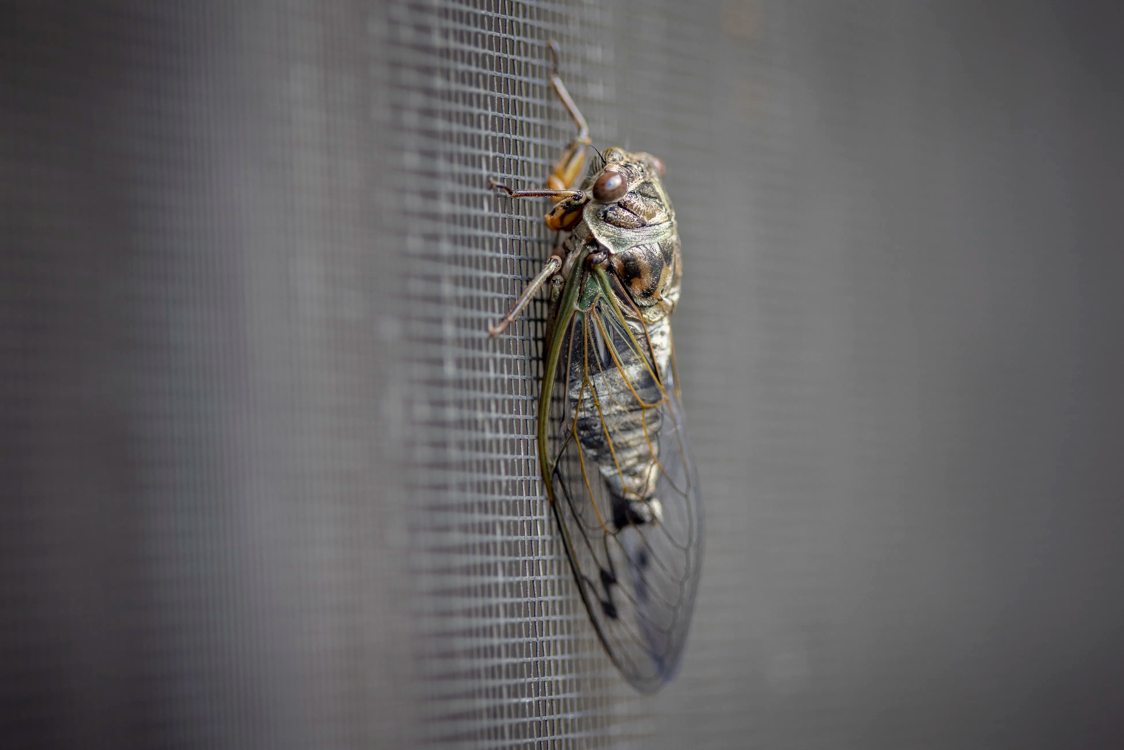 A cicada perches on a storm door screen in East Falls in August 2021.