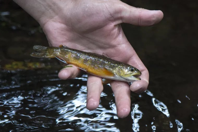 A tiny brook trout netted in a small stream in Pinchot State Forest near Wilkes-Barre.