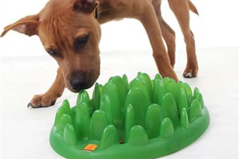 Games and toys to keep pets happy