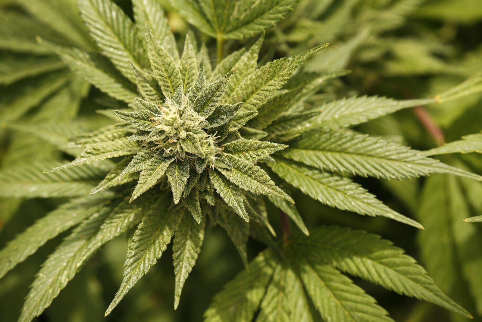 Recreational marijuana sales in N.J. will begin April 21