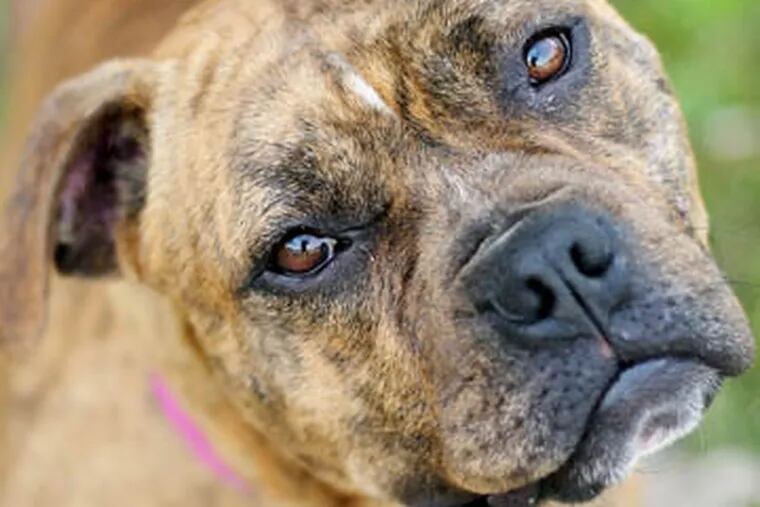 Pet of the Week is Madison, a 2-year-old pitbull mix at the Pennsylvania SPCA.