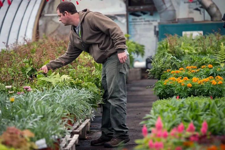 Nate Roehrich monitors plant blooms at a Meadowbrook Farm greenhouse.