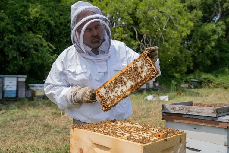 Doug Marandino, owner and beekeeper of Cape May Honey Farm, checks for honey at his hives in West Cape May.