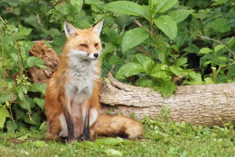 File photo: Red fox.