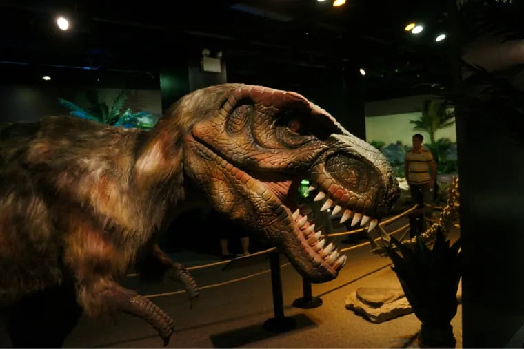 A feathered juvenile T. Rex menaces visitors in Dinosaurs Unearthed, June 25–Jan. 16, 2017.