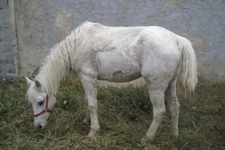 This horse was found abandoned in a lot in Kensington.