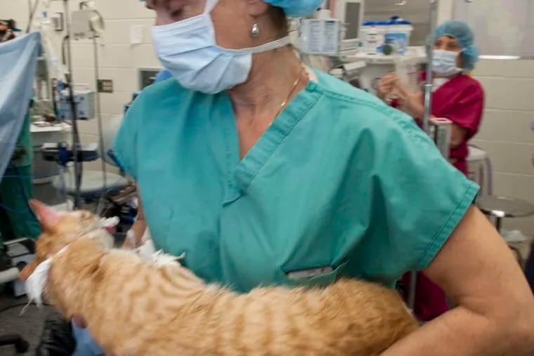 Nurse Lynn Beale, transplant-team coordinator, carries Charles, a shelter cat and the organ donor, into recovery.