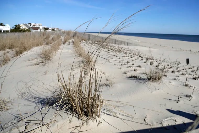 A view of dunes at a beach access point in Surf City, New Jersey.