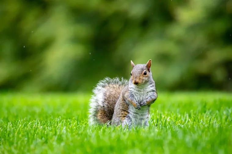 Is that the same squirrel you're watching in your backyard everyday? Chances are, it is. Researchers have recaptured gray squirrels year after year in their original territories. On average, squirrels survive about six years and can live longer than 20.