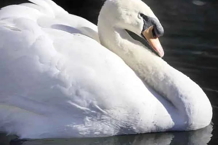 An adult male Mute swan nicknamed Clyde by some, swims alone in the swan pond at Morris Arboetum in Chestnut Hill this morning. The swan lost its mate in a tragic mishap last year when she got tangled in a construction net at the site and died.(Ed Hille/ Inquirer) 90372 swanxx