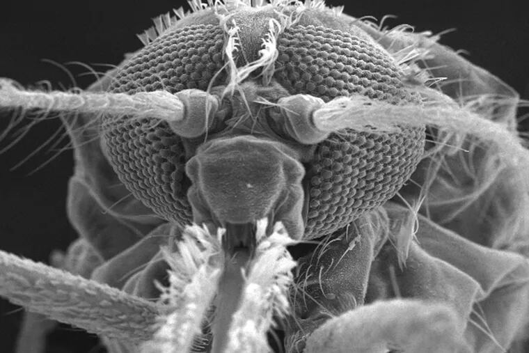 Magnified more than 100 times, the features of Anopheles gambiae, a mosquito that transmits malaria.