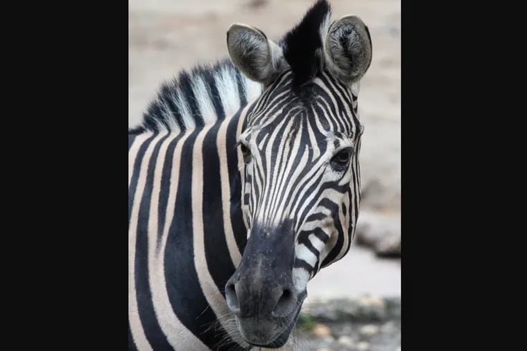 Laura, a 24-year-old Burchell's zebra, who spent most of her life at the Philadelphia Zoo, has died, the zoo said in a statement.