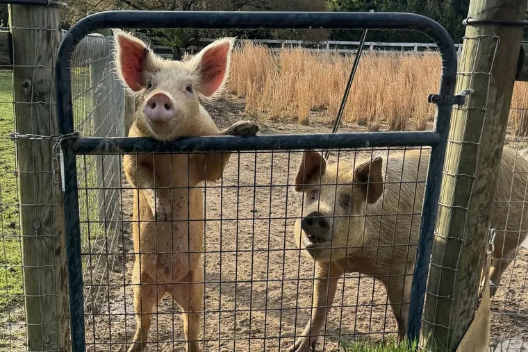 Dilbert and Peaches, both residents of Uncle Neil's Home, a Bridgeton, N.J., animal sanctuary, narrowly avoided serious harm on Sunday, May 5, when a car crashed into their farm.