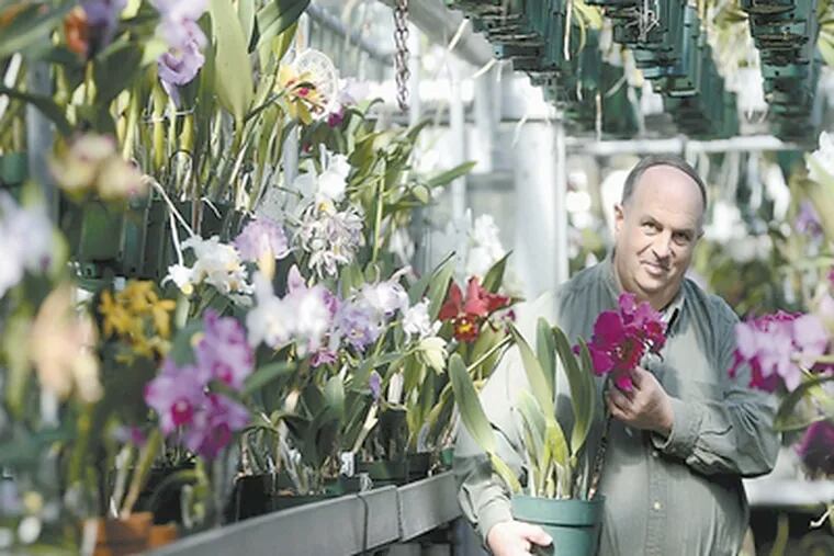 Orchids of many colors and varieties surround Walter Off, co-owner of Waldor Orchids in Linwood, N.J. Some customers drive hours to catch Waldor&#0039;s Christmas sale, which will conclude next weekend. &quot;I wouldn&#0039;t miss it for the world,&quot; a woman from Lower Merion said.