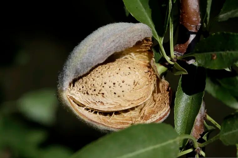 FILE - In this July 21, 2015, file photo, a nearly ready-to-harvest almond is seen in an orchard in Newman, Calif. On Thursday, May 9, 2019, California regulators are recommending new restrictions on a widely used pesticide blamed for harming babies' brains.