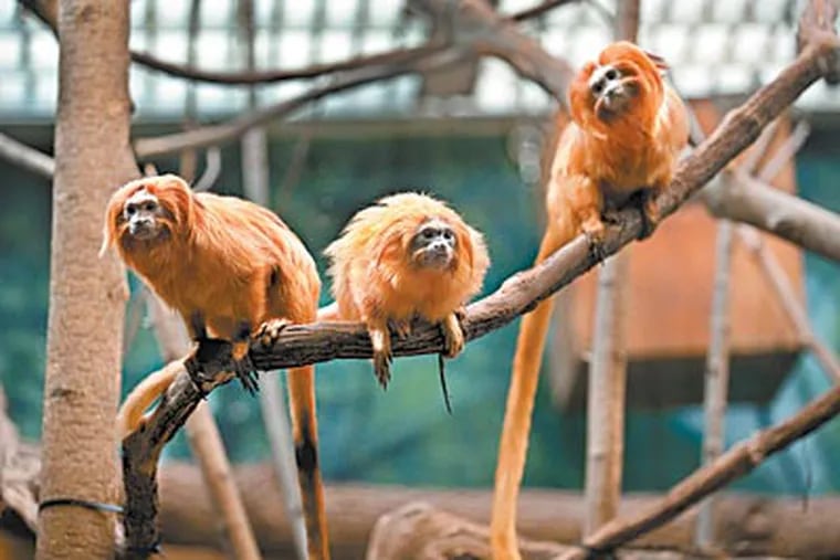 As cute as a trio of monkeys — which is just what they are — the zoo’s golden lion tamarins are part of a global success story. (SHARON GEKOSKI-KIMMEL / Staff Photographer)
