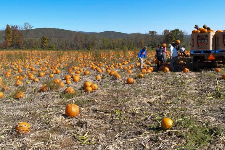 Workers harvest pumpkins by hand on approximately 400 acres of fields at Brian Campbell Farms in Berwick, Pa.