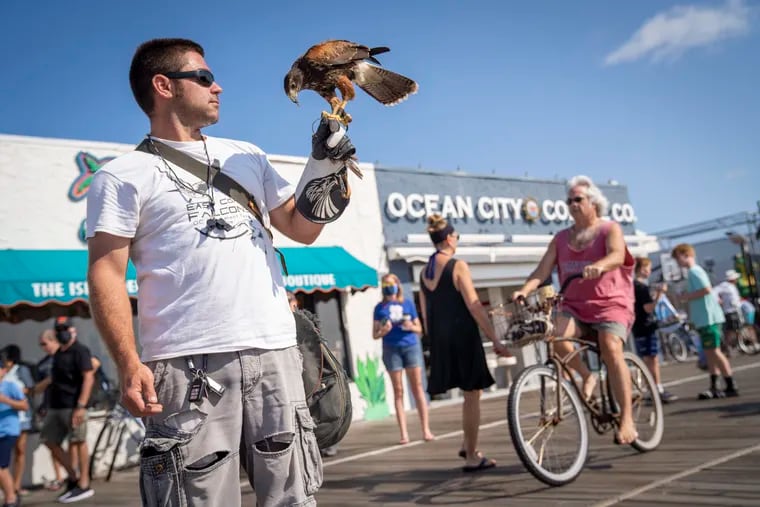 Chip, a four-year-old hawk, lands on the hand of falconer Seth Rowe of East Coast Falcons on the boardwalk in Ocean City on Labor Day. Rowe patrols the boardwalk with Chip and partner Jack Gilbert to frighten off seagulls.