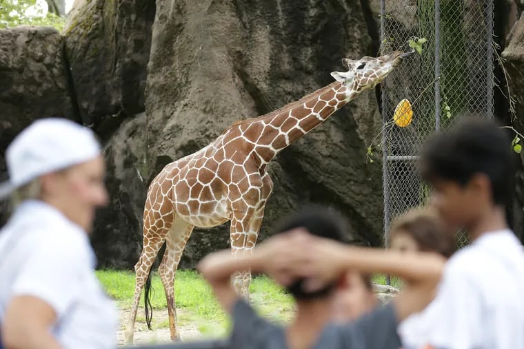 Guests gather to sing Happy Birthday as the Philadelphia Zoo celebrates the 8th birthday of female giraffe Abigail.