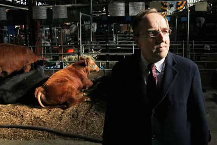 Craig Shultz, director of the state Bureau of Animal Health and Diagnostic Services, with some of the cows on display at the Pennsylvania Farm Show in Harrisburg earlier this month.  (Laurence Kesterson / Staff Photographer)