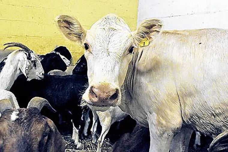 An undated photo shows the white cow escaped from Madina Poultry in Upper Darby, Pa., during loading Saturday, June 18, 2011. The cow, destined for slaughter,  spent an hour on the loose before being recaptured. (AP Photo / Colin Kerrigan / Delaware County Daily Times)