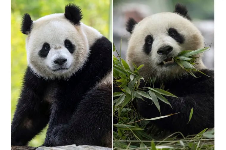 In this combo image, two-year-old male giant panda Bao Li in his habitat at Shenshuping Base in Wolong, China, May 16, 2024, left, and two-year-old female giant panda Qing Bao in her habitat at Dujiangyan Base in Sichuan, China, May 17, 2024, right. The two new giant pandas are returning to Washington’s National Zoo from China this year. The announcement from the Smithsonian Institution on Wednesday comes about half a year after the zoo sent its three pandas back to China. (Roshan Patel, Smithsonian’s National Zoo and Conservation Biology Institute via AP)
