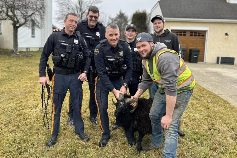 Mount Laurel police officers and public works employees pose with a rogue ram that was finally captured Friday morning.