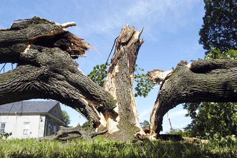 A large old tree is split in three on the campus of Abington Friends
School. Tuesday night's storm led to damage, power outages and deaths.