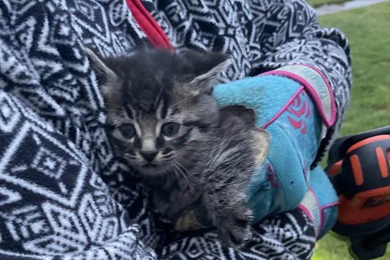 A kitten is rescued from under the hood of a car in Mount Laurel.