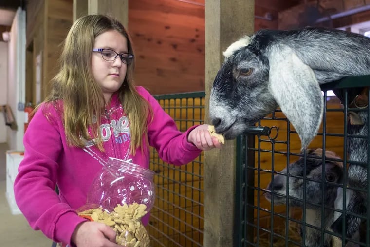 Alannah Clayton, 10, feeds one of the Barn’s Nubian goats animal crackers during her session at the farm.