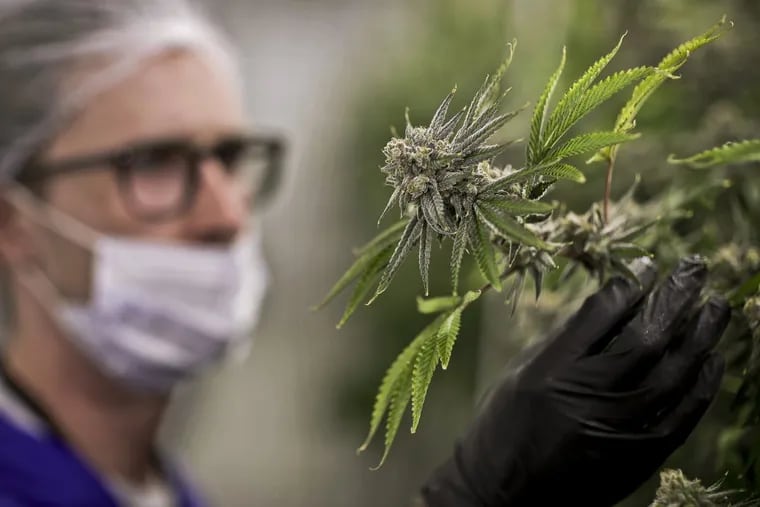 FILE – In this file photo, a worker looks at a marijuana plant at the Desert Grown Farms cultivation facility in Las Vegas.