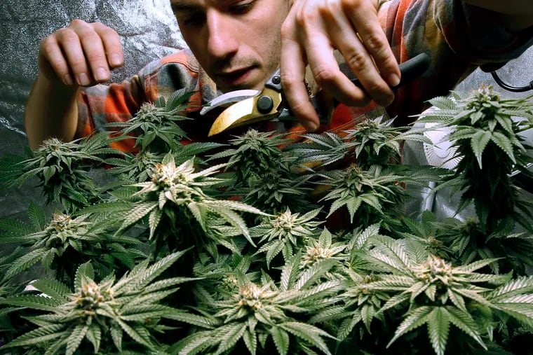 FILE photo shows James MacWilliams pruning a marijuana plant growing indoors. Pennsylvania Democrats are making another attempt at legalizing weed for adult use. (AP Photo/Robert F. Bukaty, File)