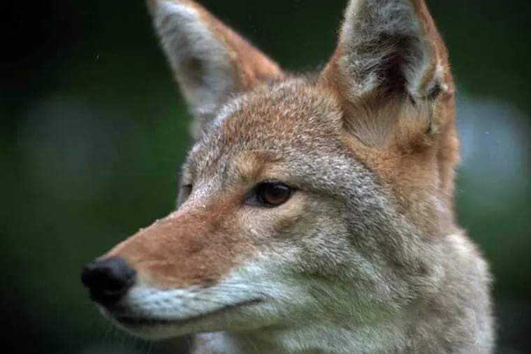 Some hunters say coyotes are tools to cut deer herds, accident claims, or both.